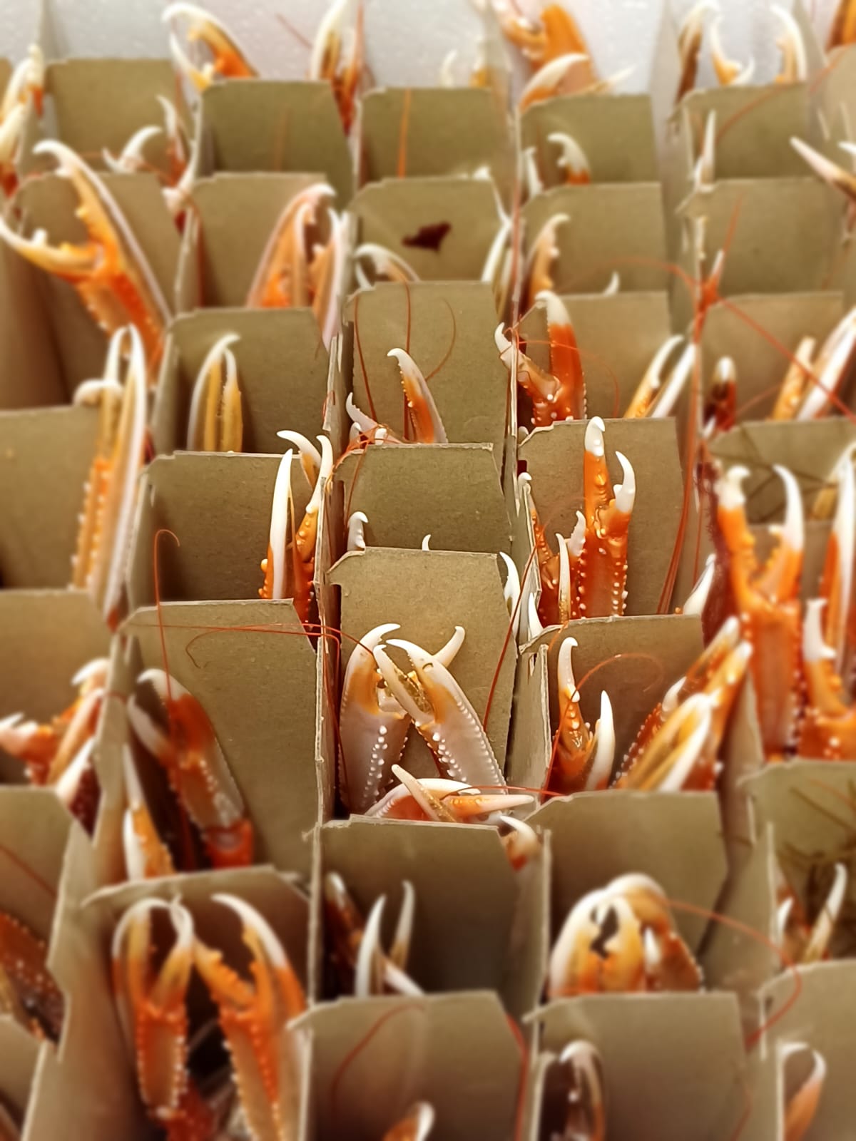 Live prawns packed in tube
