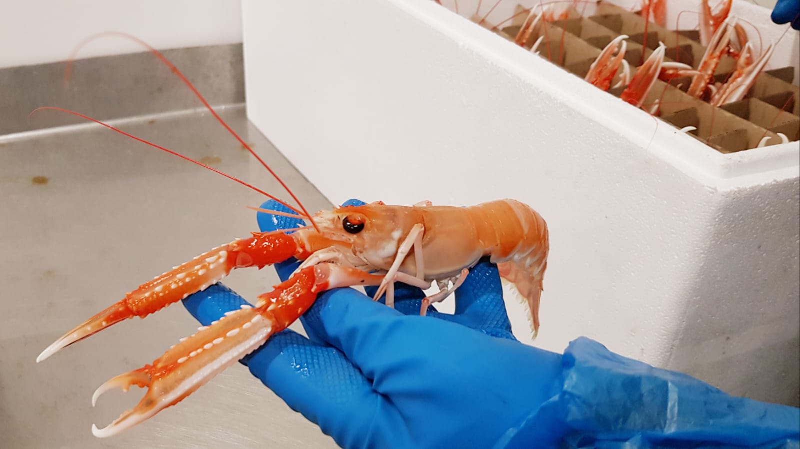 Large live Langoustine