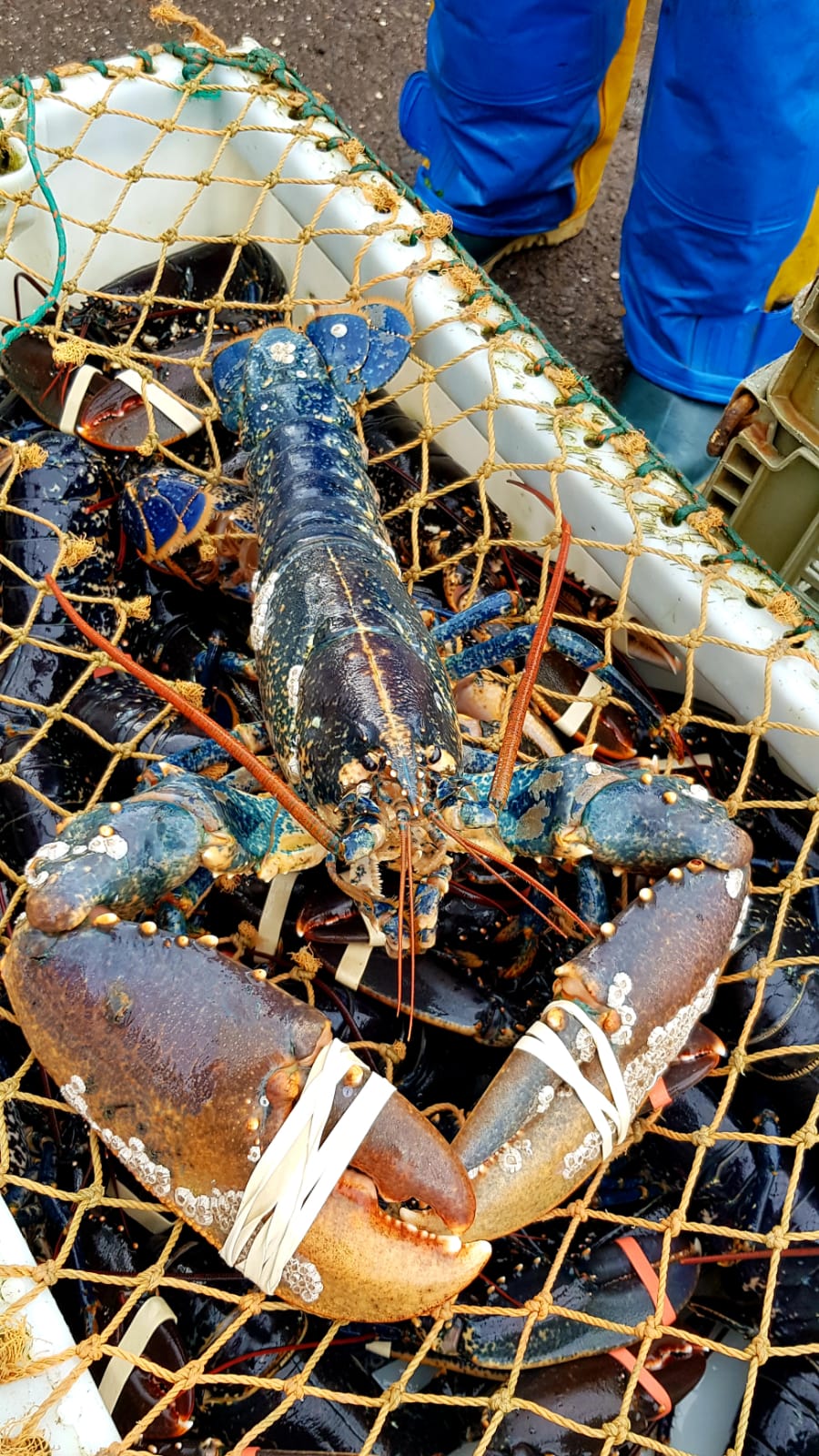 Lobster on the pier