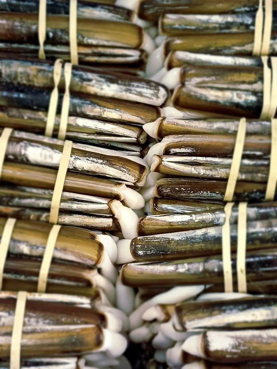 Razor Clams