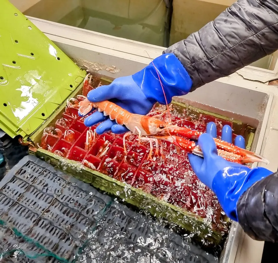 Live Langoustines